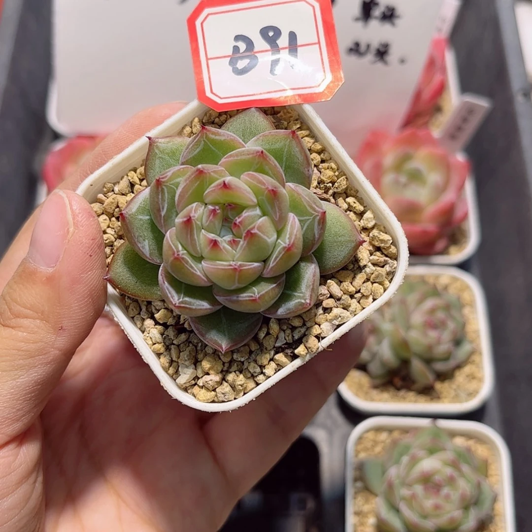 【闪购商品】?**?B91 c c