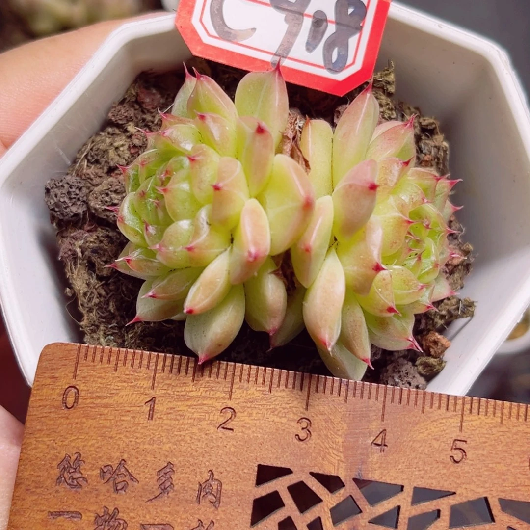 C918 一物一拍 熊猫珍妮