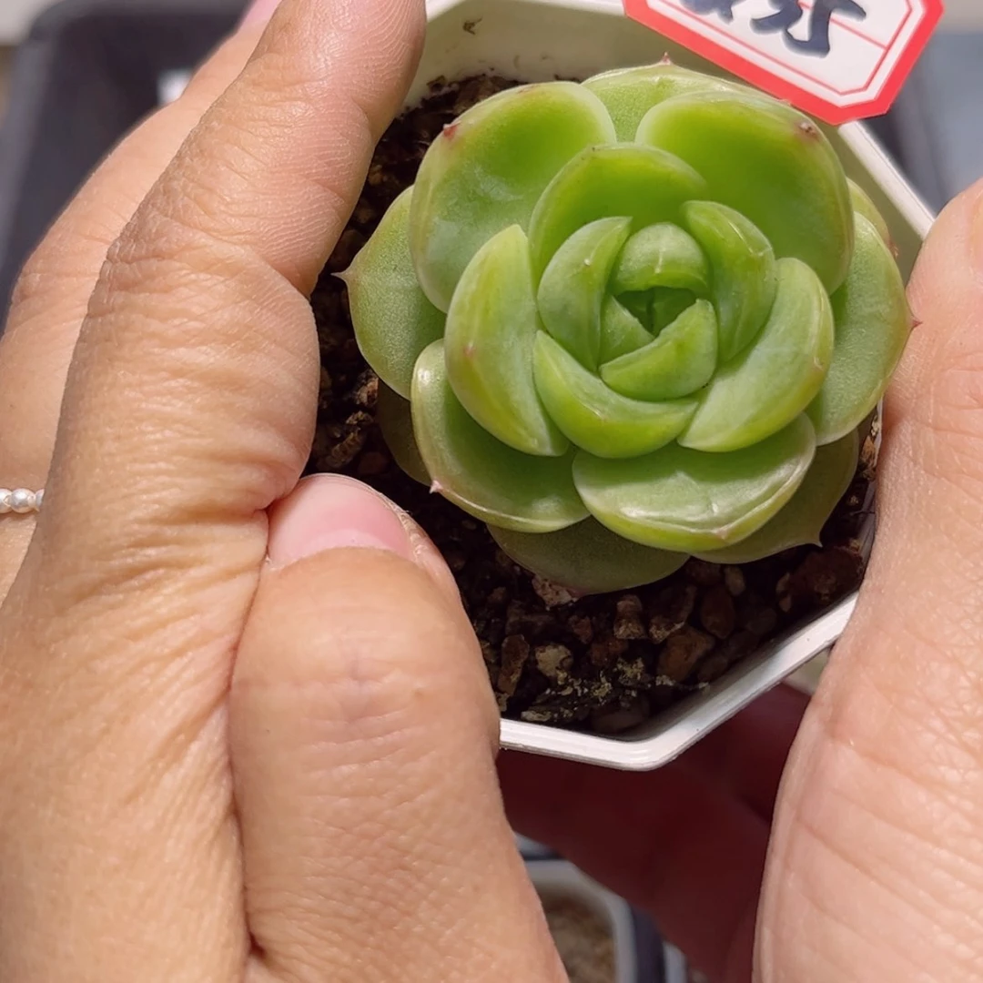 【闪购商品】二*Q35