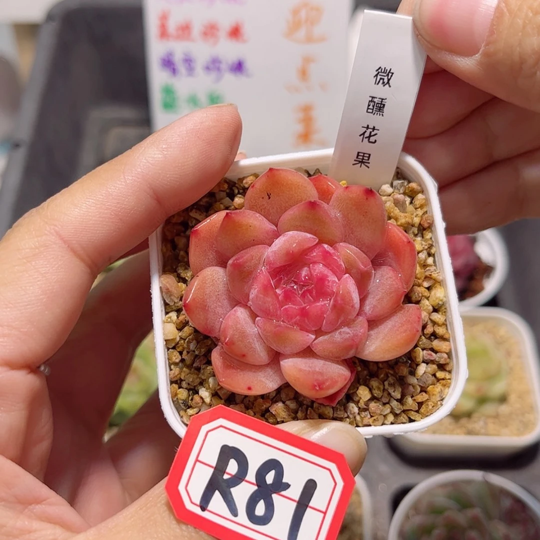 【闪购商品】R81c c