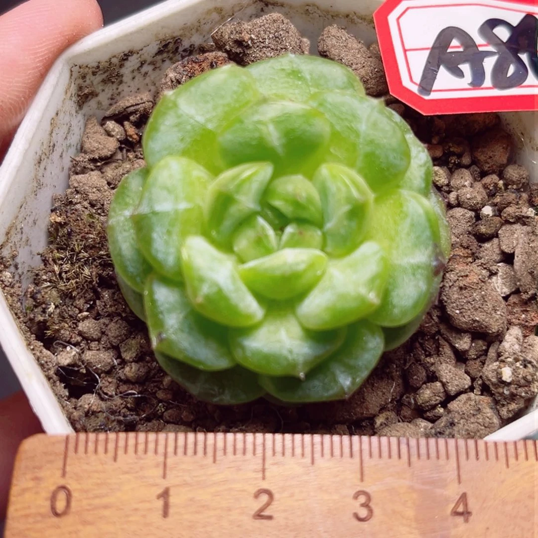 A865 一物一拍 水晶葡萄