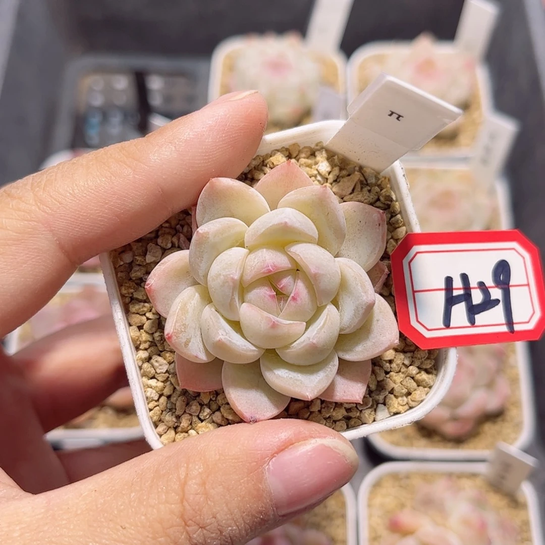 【闪购商品】心***虎H29