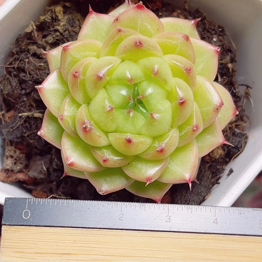 D671一物一拍 熊猫珍妮