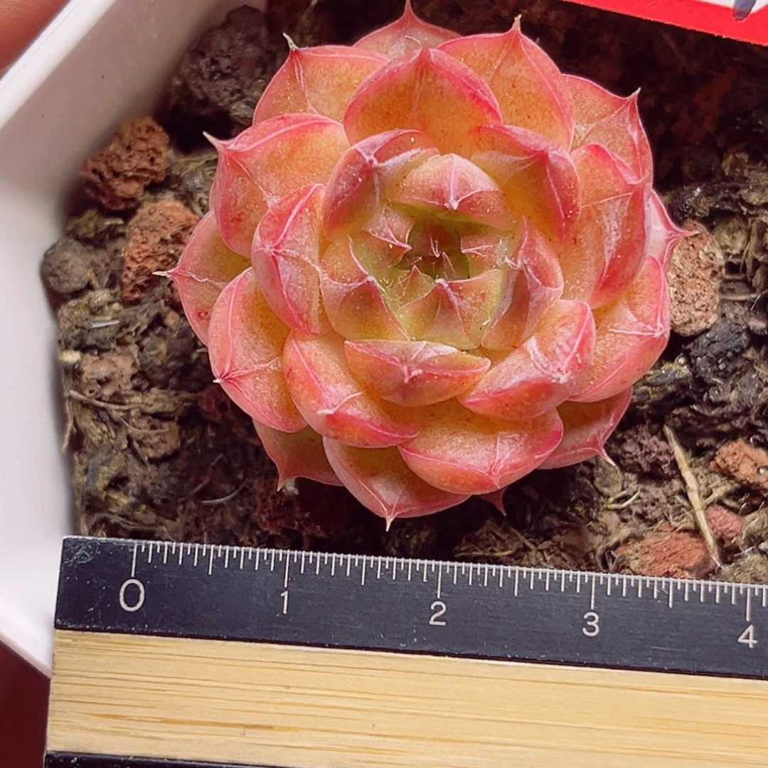 D987 一物一拍 草莓熊