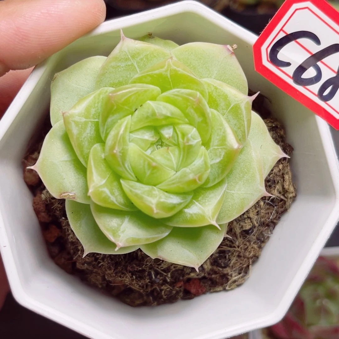 ?*橘C68 一物一拍 夏末