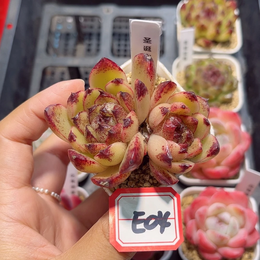 【闪购商品】花*E04