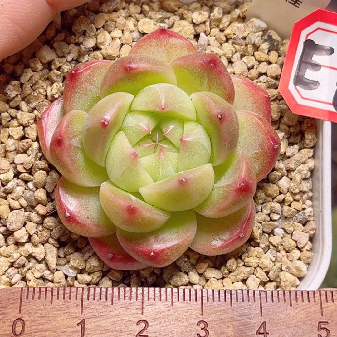 E667 一物一拍 玉桂