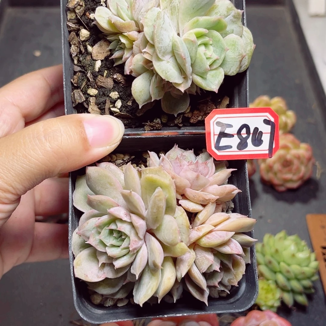 ?****?E847一物一拍 组