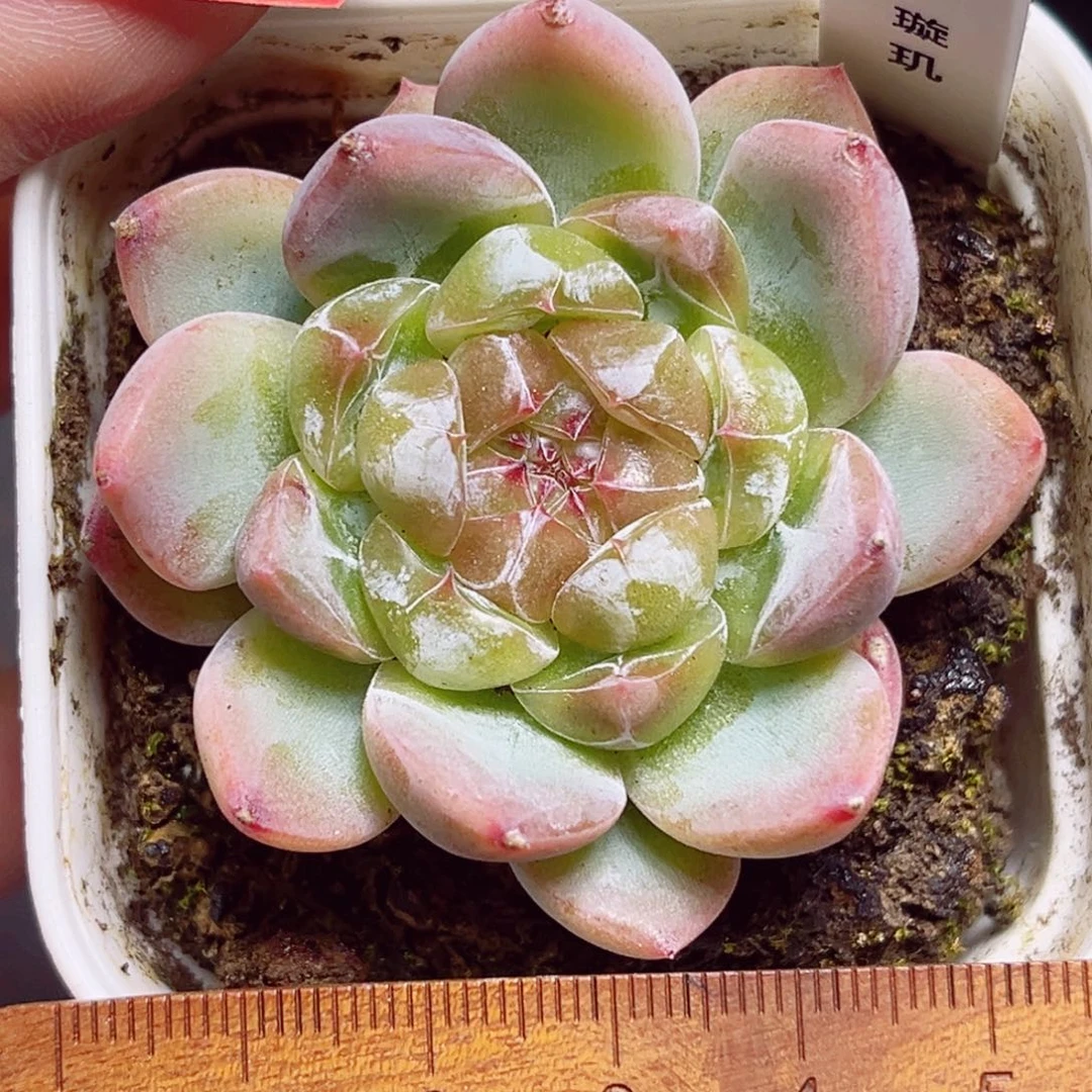 B962 一物一拍 璇玑