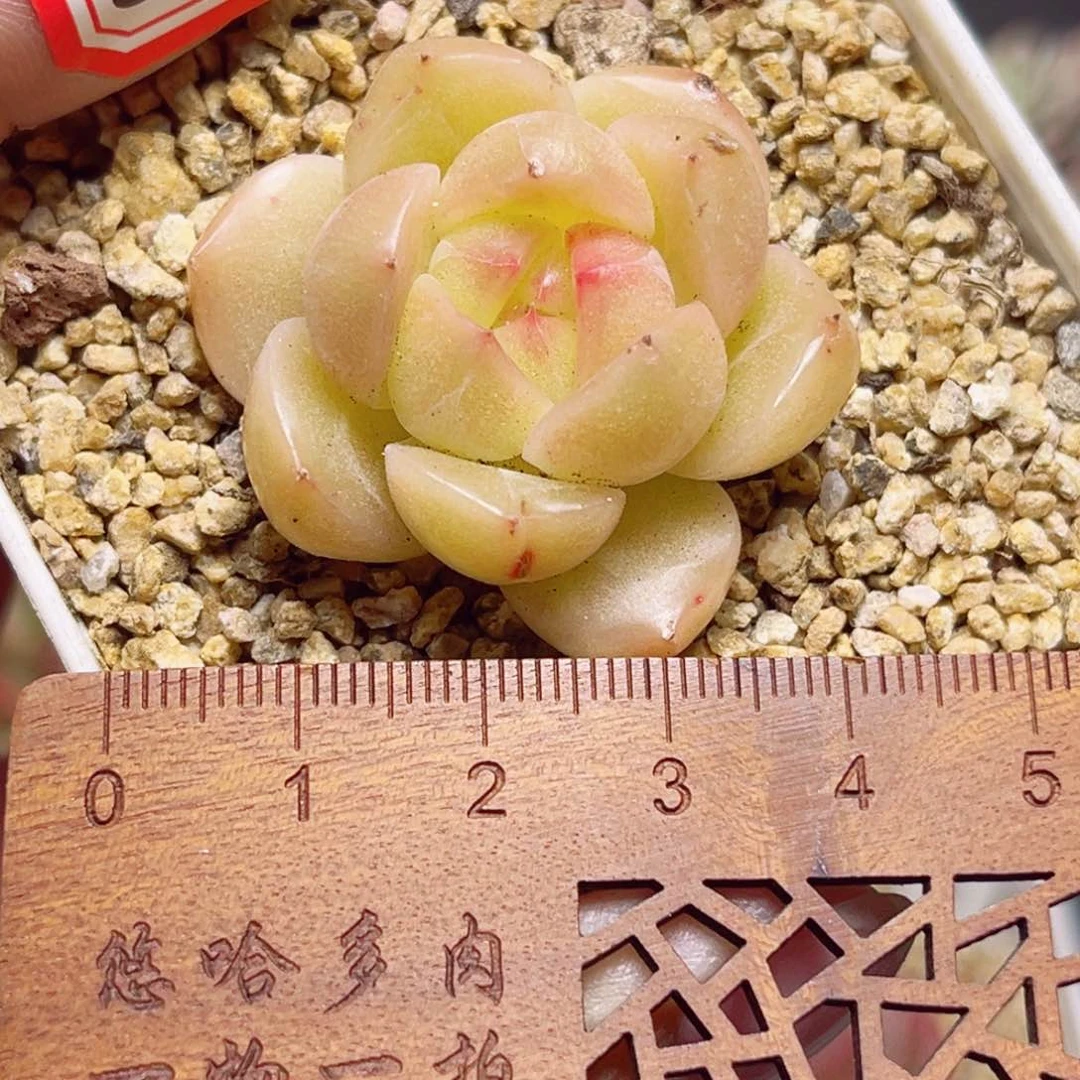 E678 一物一拍 白兰地 微瑕