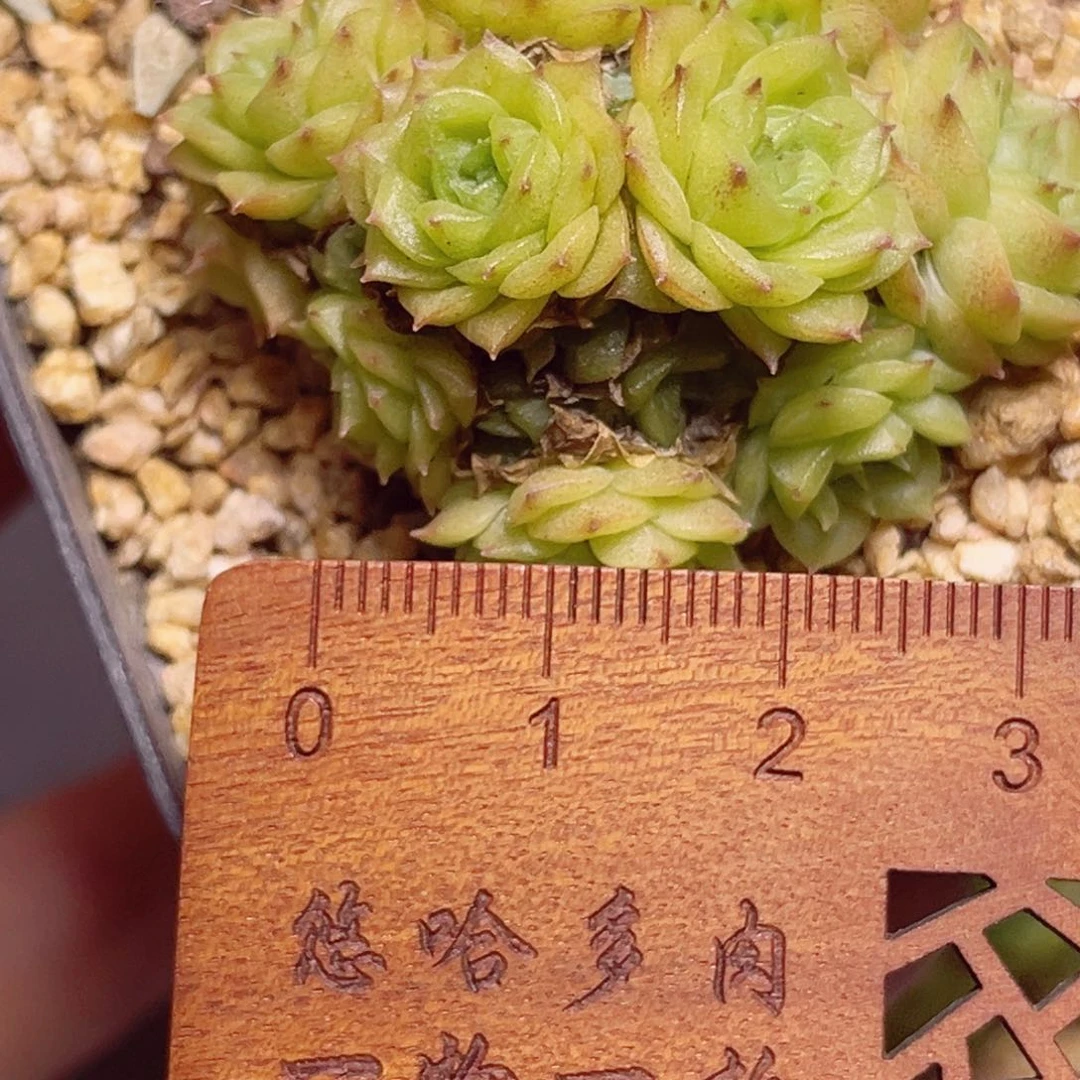 多****?b795 小星星一物一拍