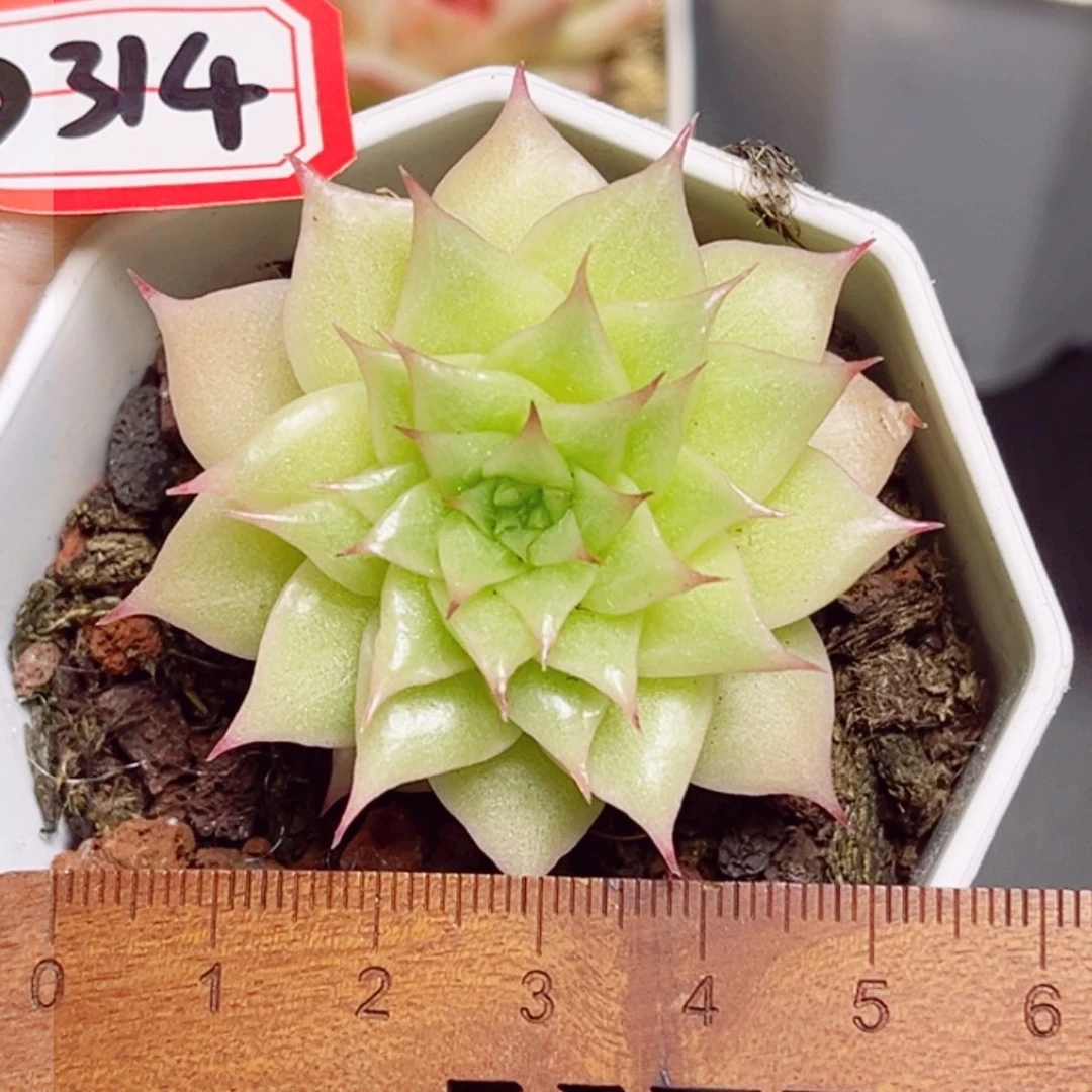 D314 一物一拍 未知