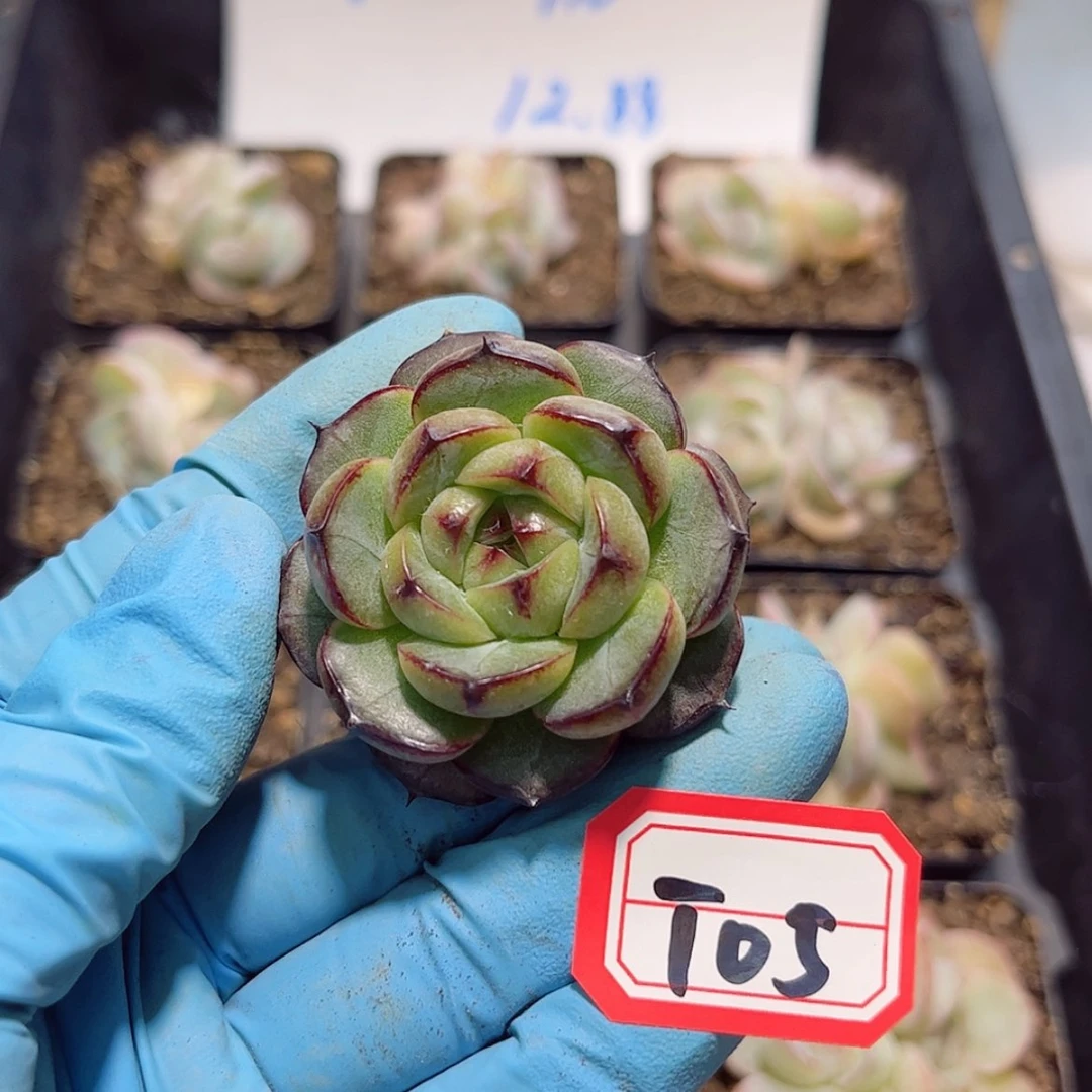 【闪购商品】T05man