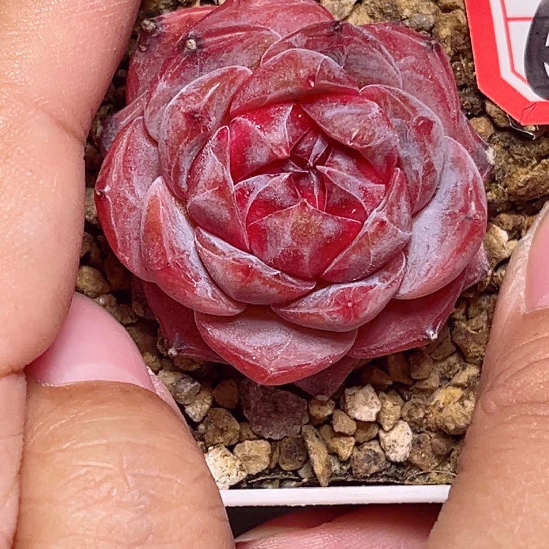G59 一物一拍 精控
