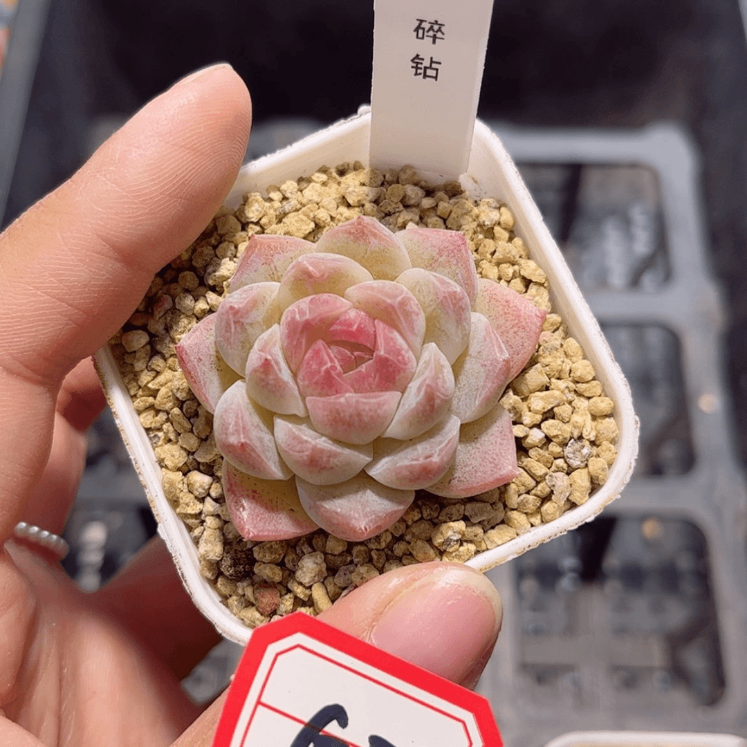 【闪购商品】G76 c c