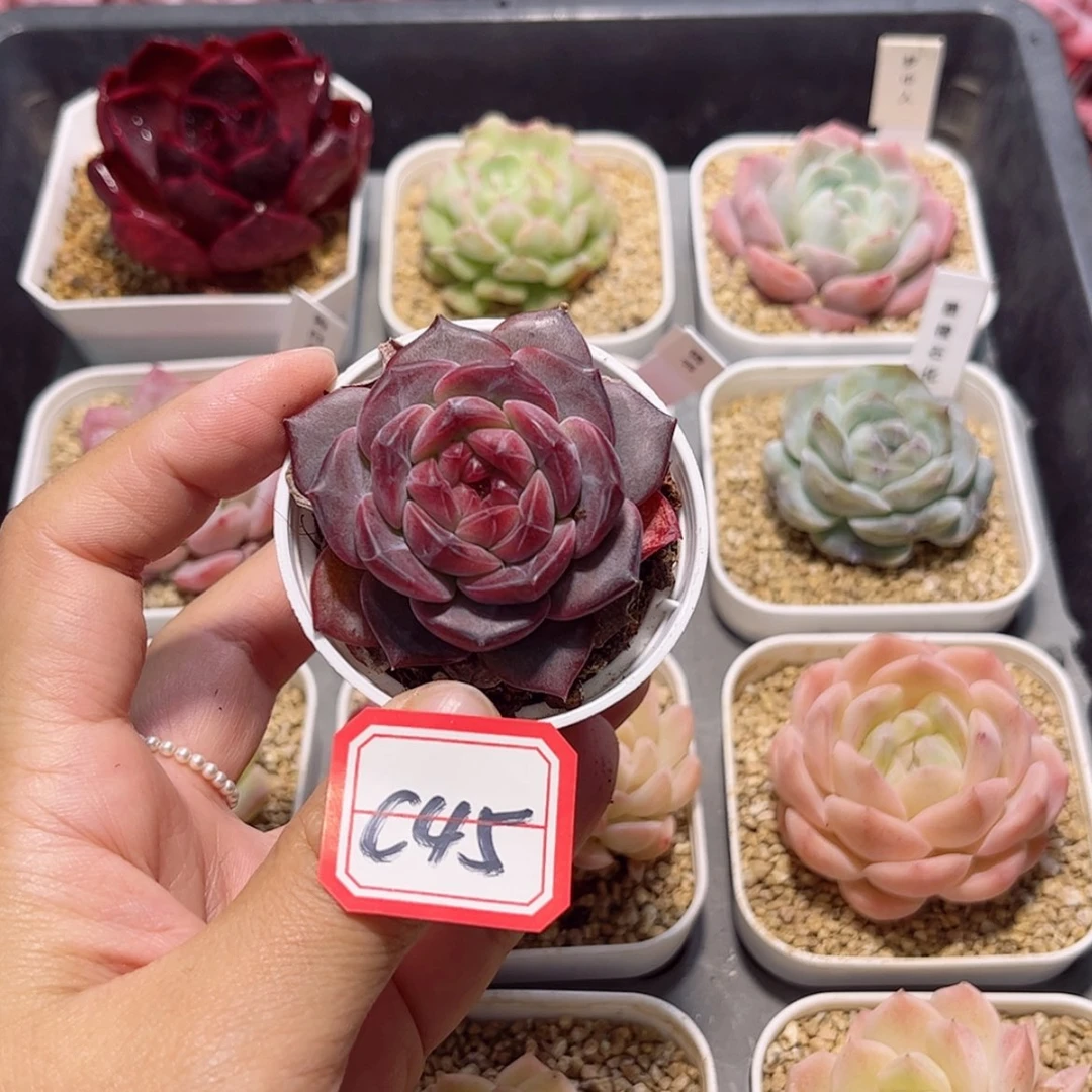 【闪购商品】心***虎c 45