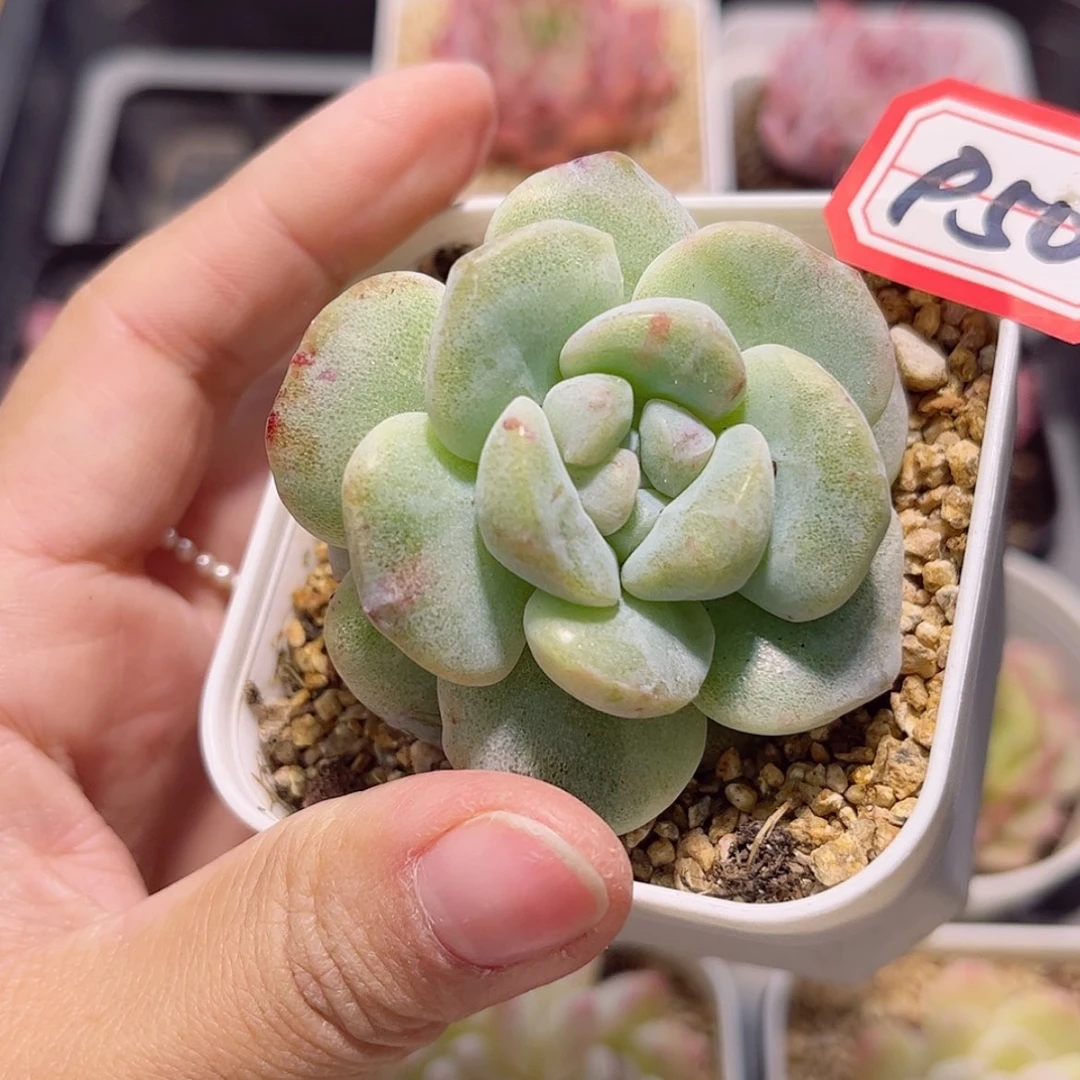 【闪购商品】P50c c