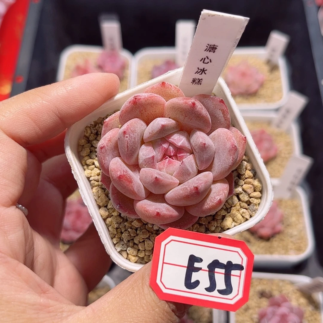 【闪购商品】E55c c