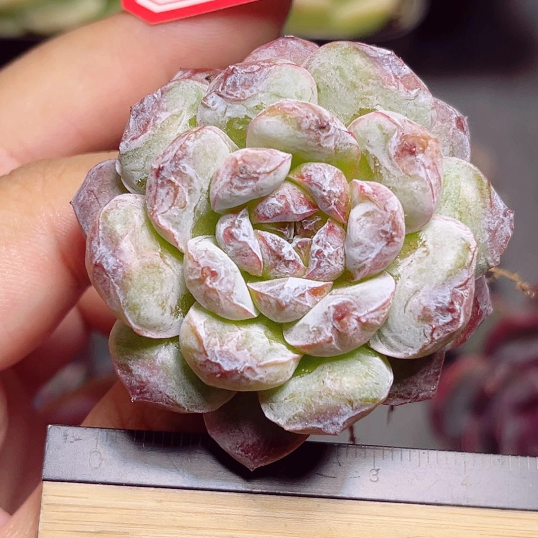 D605 一物一拍 糖霜