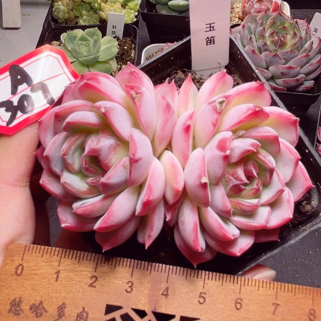 A307 一物一拍 玉笛