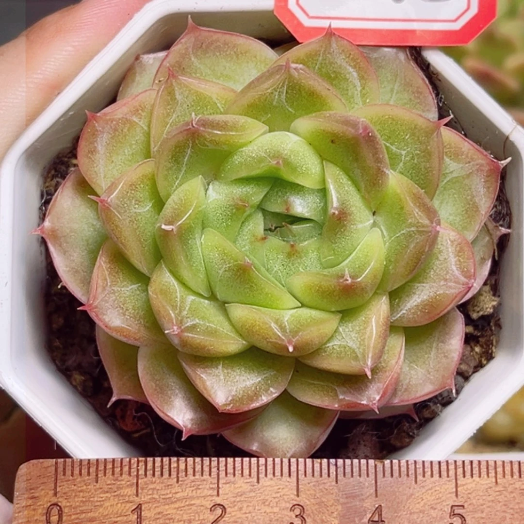 D372一物一拍 Q382珍妮