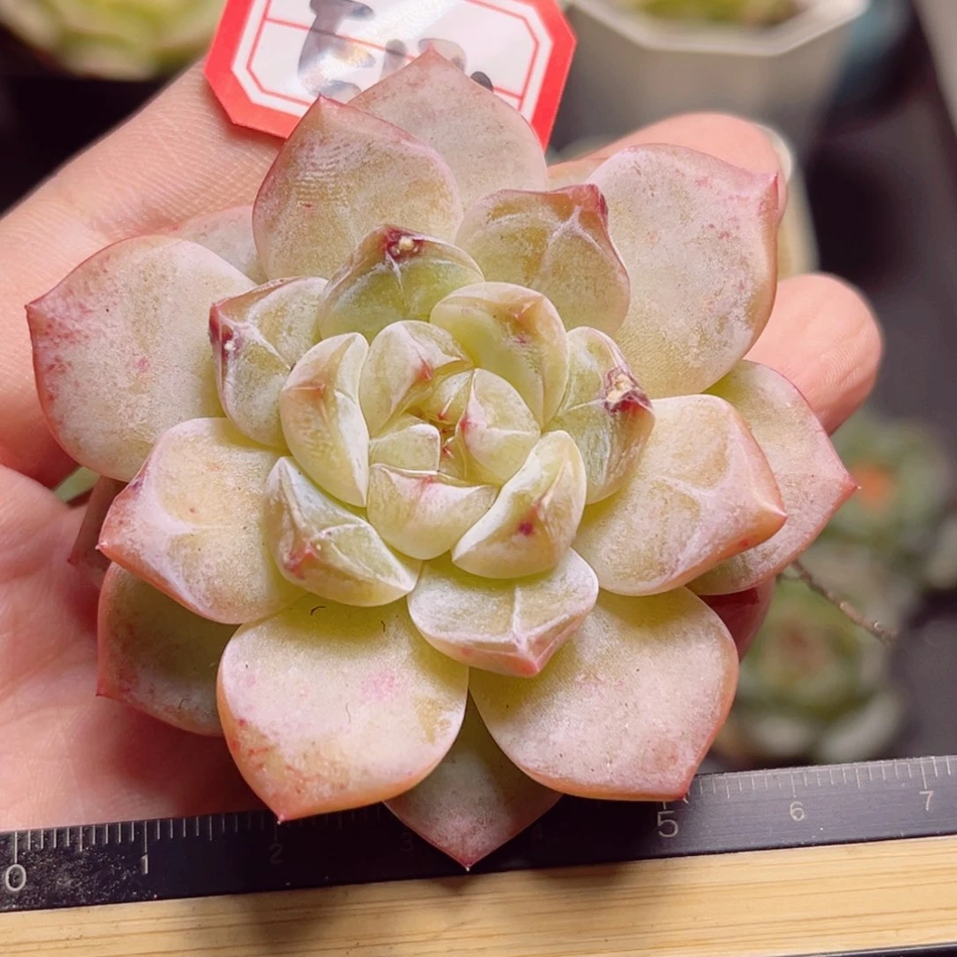 E173 一物一拍 定颜珠