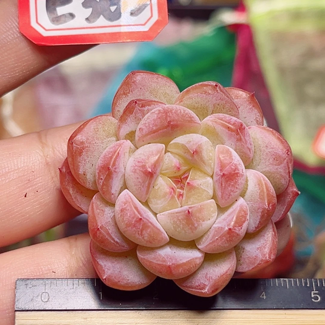 E363一物一拍 M盒