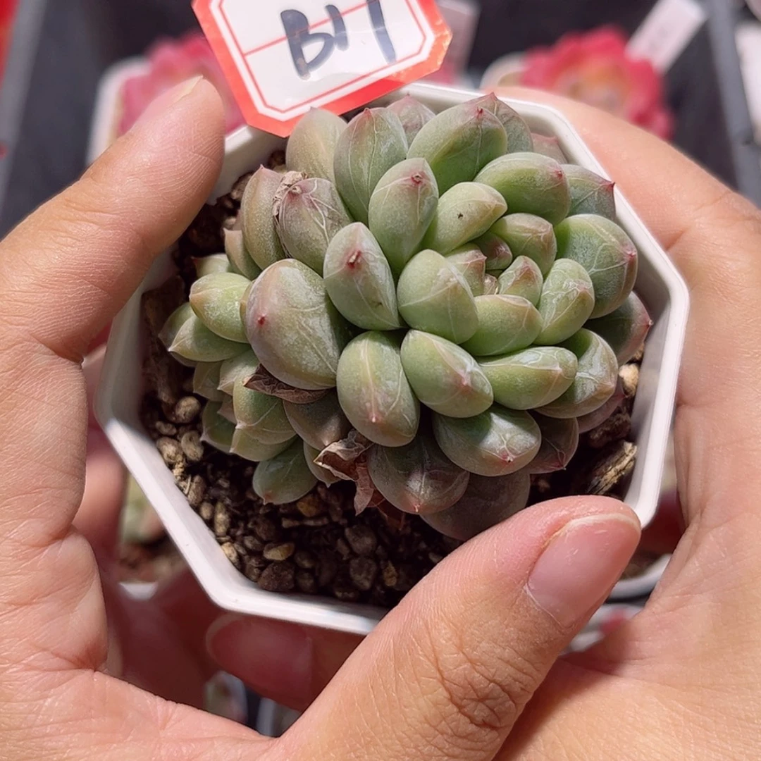 【闪购商品】B17 c c