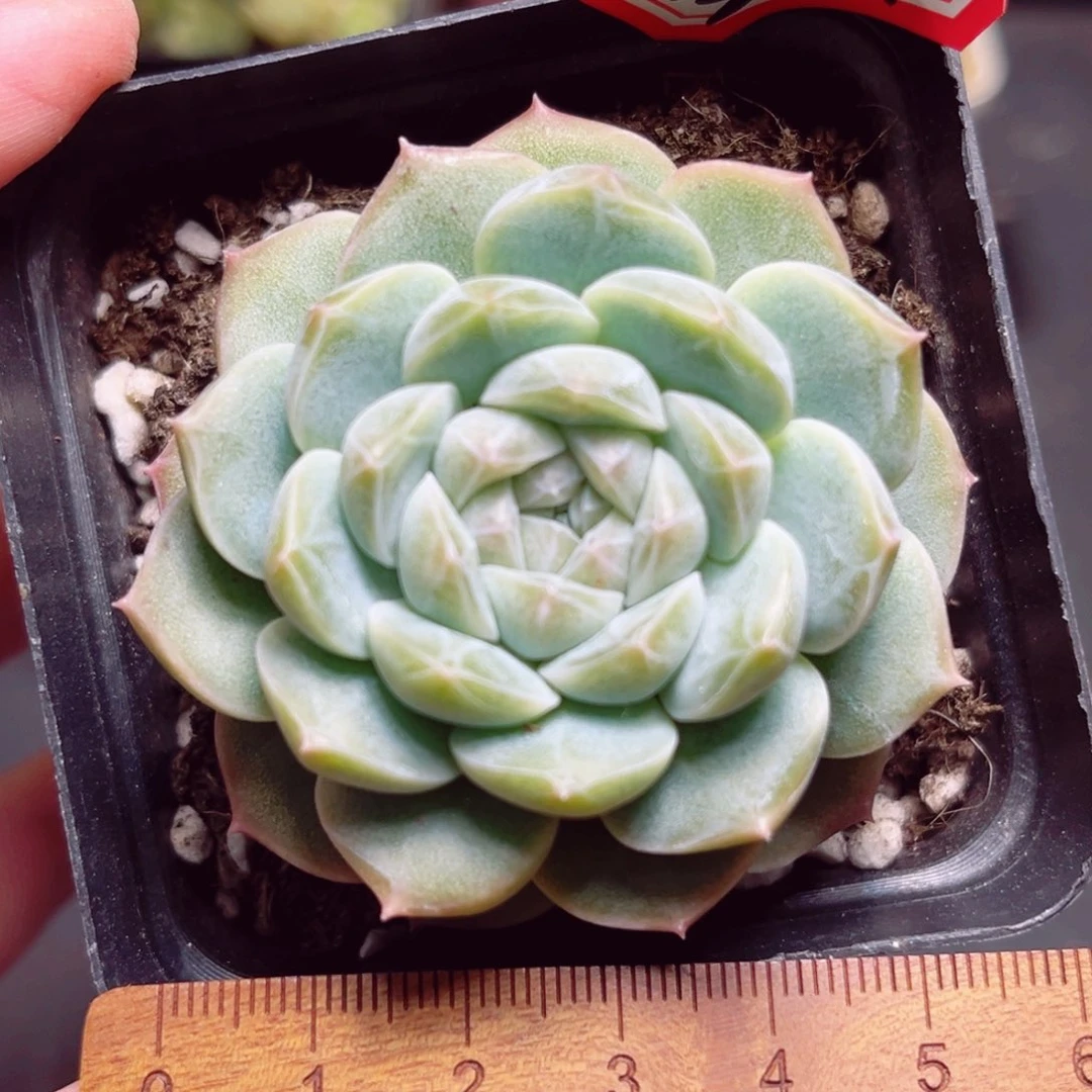 A329 一物一拍 朦胧