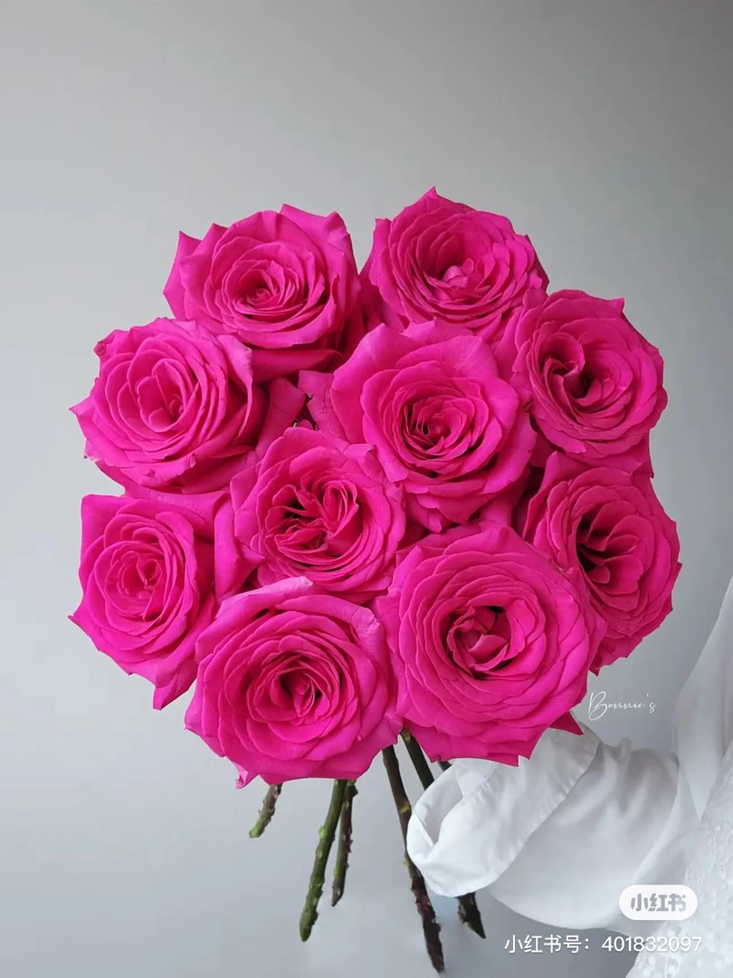 【花甜悦夏优选】佛洛依德单头玫瑰（百分之十不售后2个订单包邮