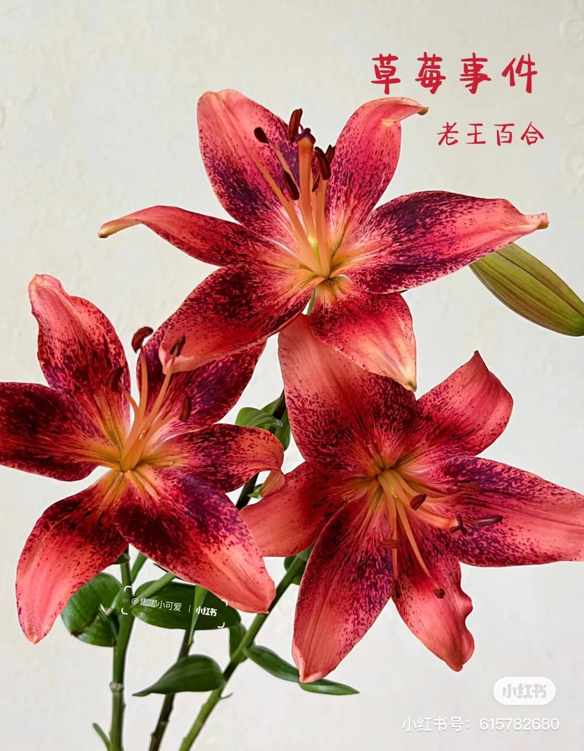 【花甜悦夏优选】草莓事件亚百合鲜花（百分之十不售后3个订单起包邮