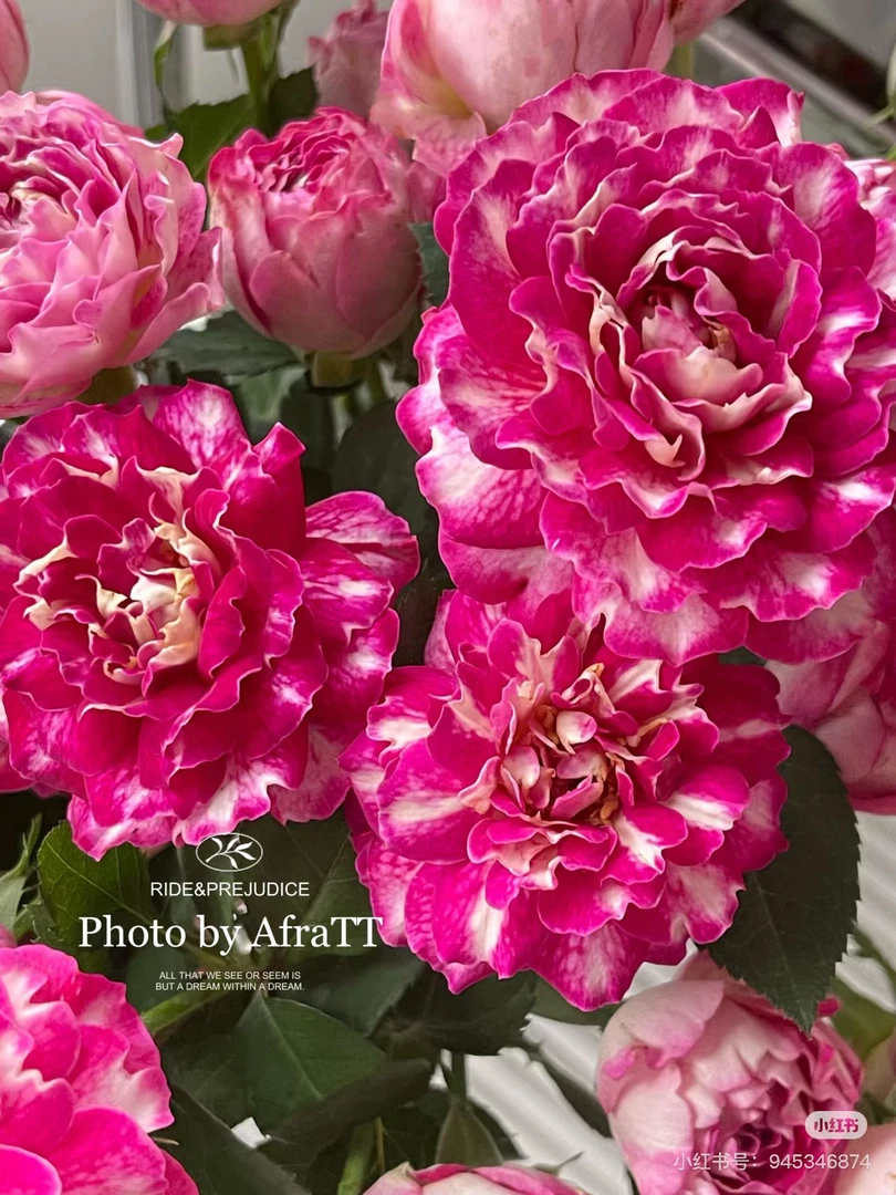 【花甜悦夏优选】风月俏佳人多头玫瑰（百分之十不售后2个订单包邮