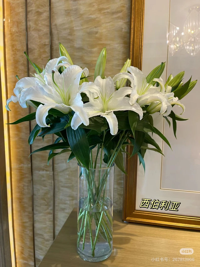 【花甜悦夏优选】西伯利亚单瓣百合（百分之十不售后1个订单起包邮