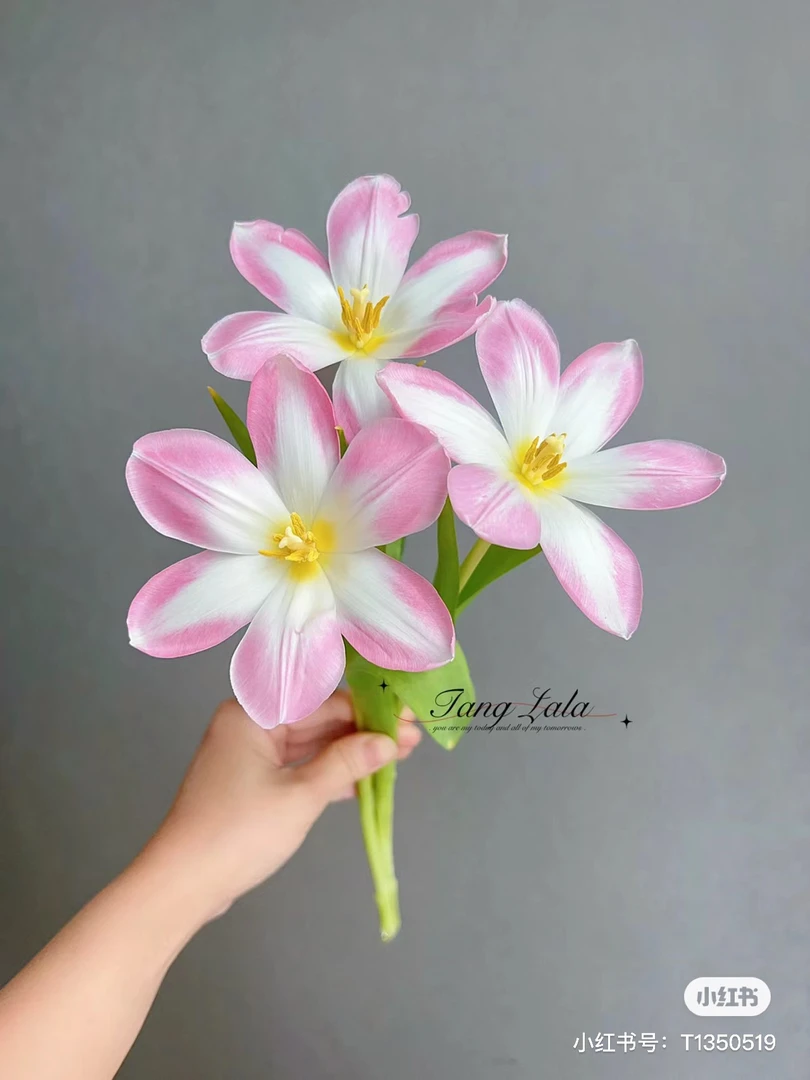 【花甜悦夏优选】王朝粉郁金香鲜花（百分之十不售后3个订单包邮）