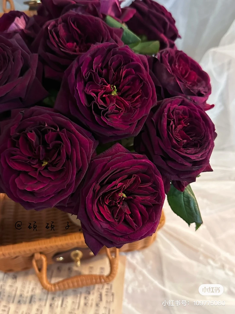 【花甜悦夏优选】皇宫单头玫瑰（百分之十不售后2个订单包邮