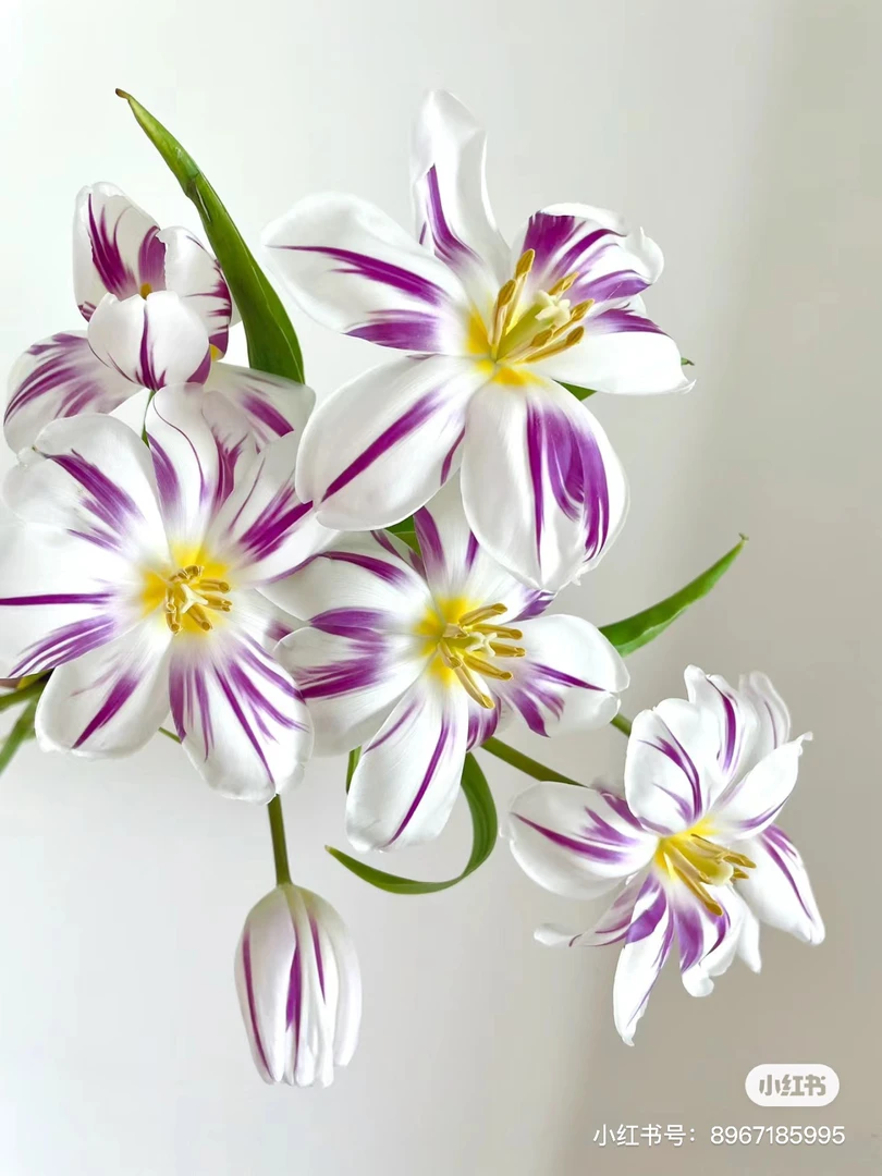 【花甜悦夏优选】米老鼠郁金香鲜花（百分之十不售后3个订单包邮）