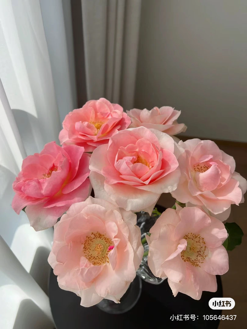 【花甜悦夏优选】笨蛋湘琴单头玫瑰(百分之十不售后)2个订单包邮