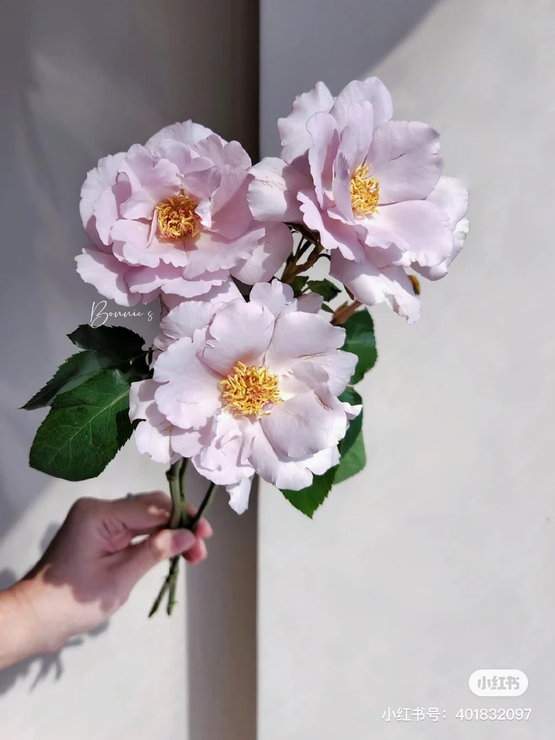 【花甜悦夏优选】玫瑰时装玫瑰（百分之十不售后2个订单起包邮