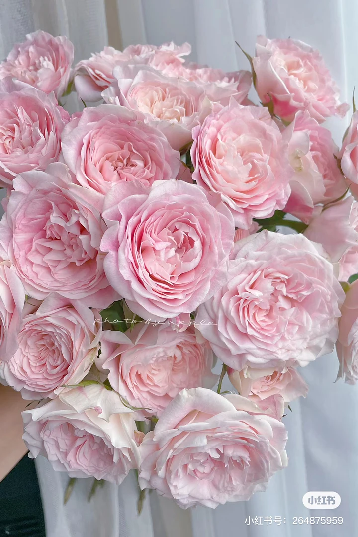 【花甜悦夏优选】花间公主多头玫瑰百分之十不售后2个订单包邮