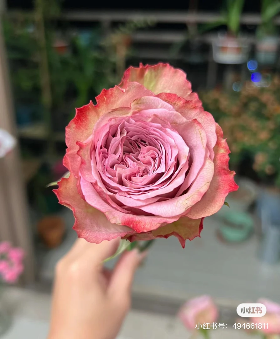 【花甜悦夏优选】邦尼单头玫瑰（百分之十不售后2个订单包邮