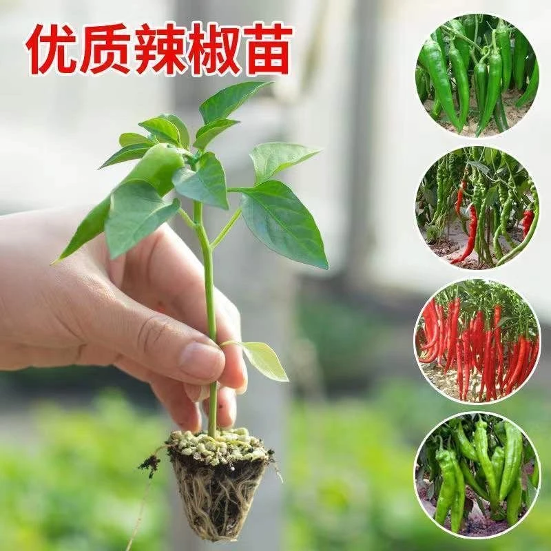 朝天椒小米辣螺丝椒辣椒苗带土球春季种植大棚种植蔬菜苗种苗幼苗