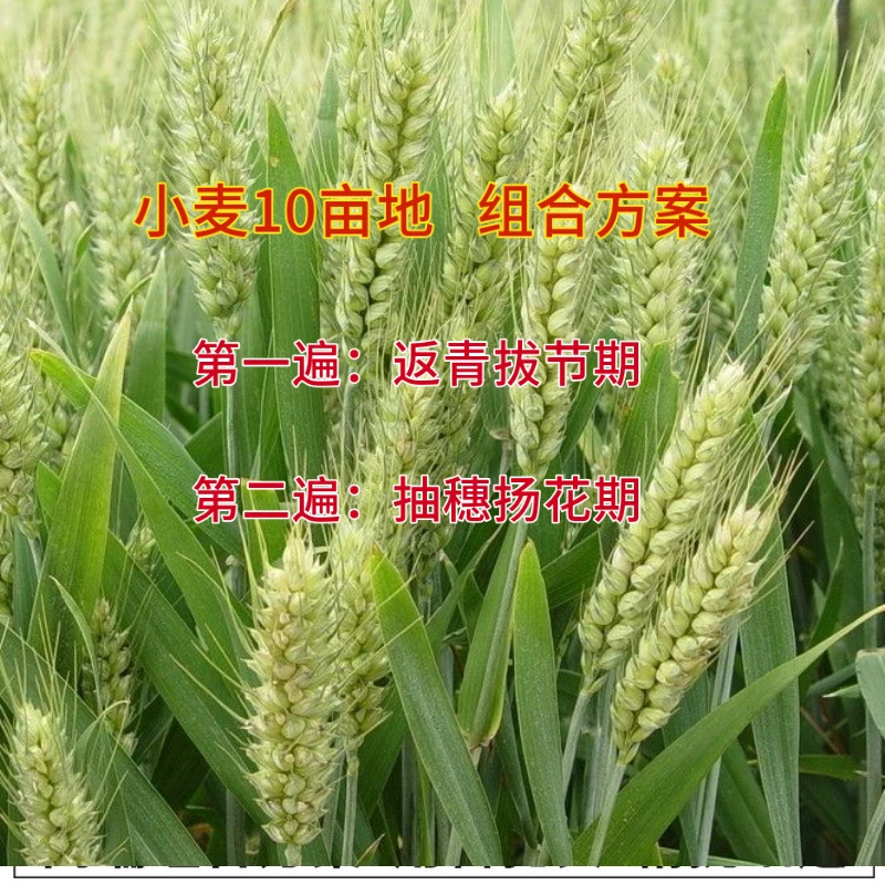 小麦综合管理方案叶面肥10亩地