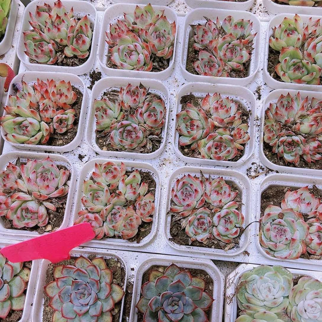吉娃娃群多肉植物19包邮