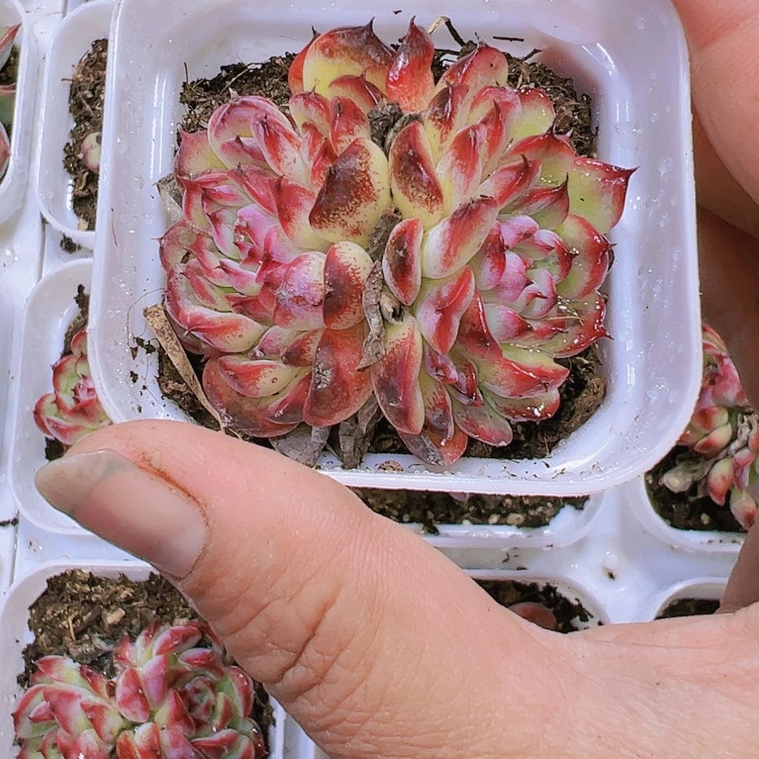 双头马赛尔多肉19包邮