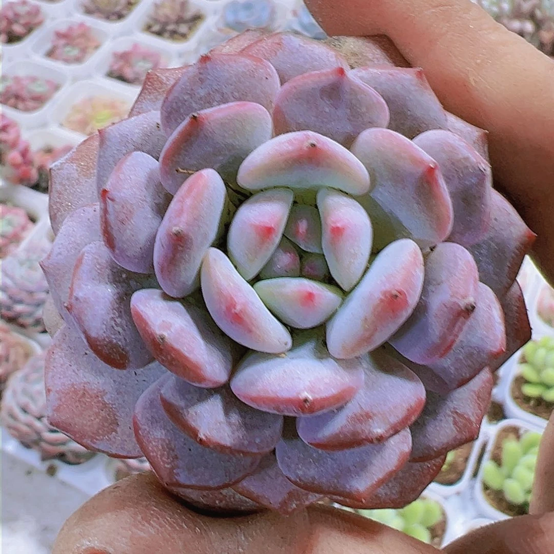 胖单头玉芙蓉多饿欧