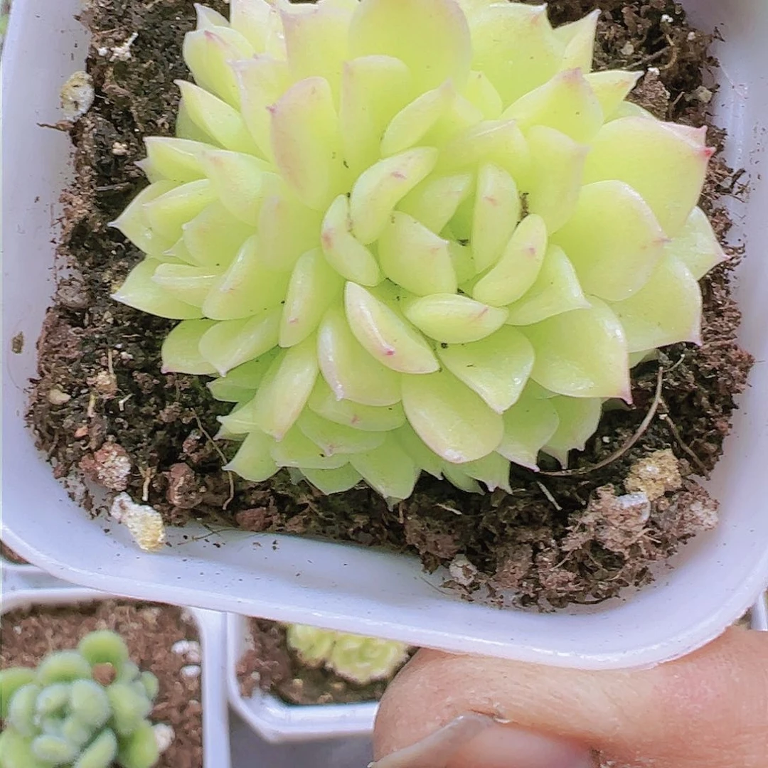爱杜丽儿麦杆多肉植物