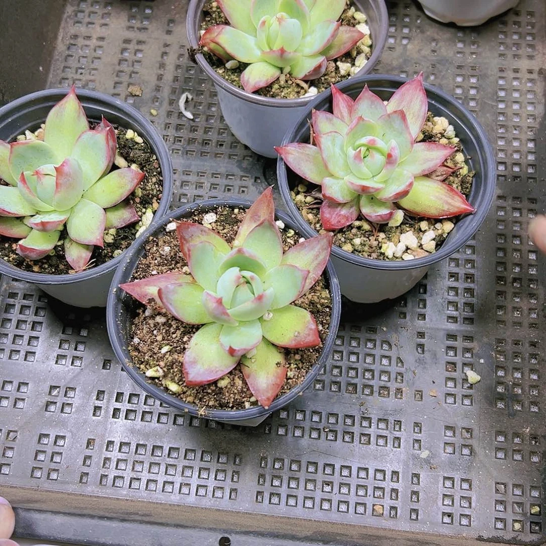 惊鸿多肉植物19包邮