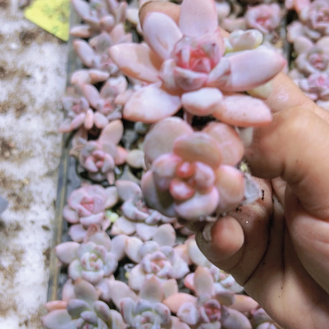 星星雪苗5个19包邮