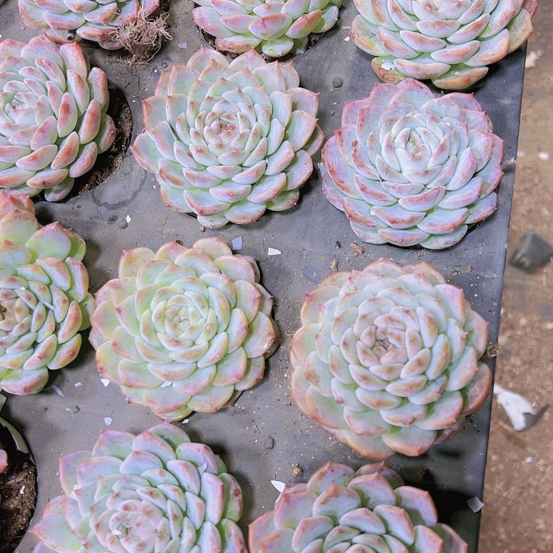 9厘米盆单头老冰魄