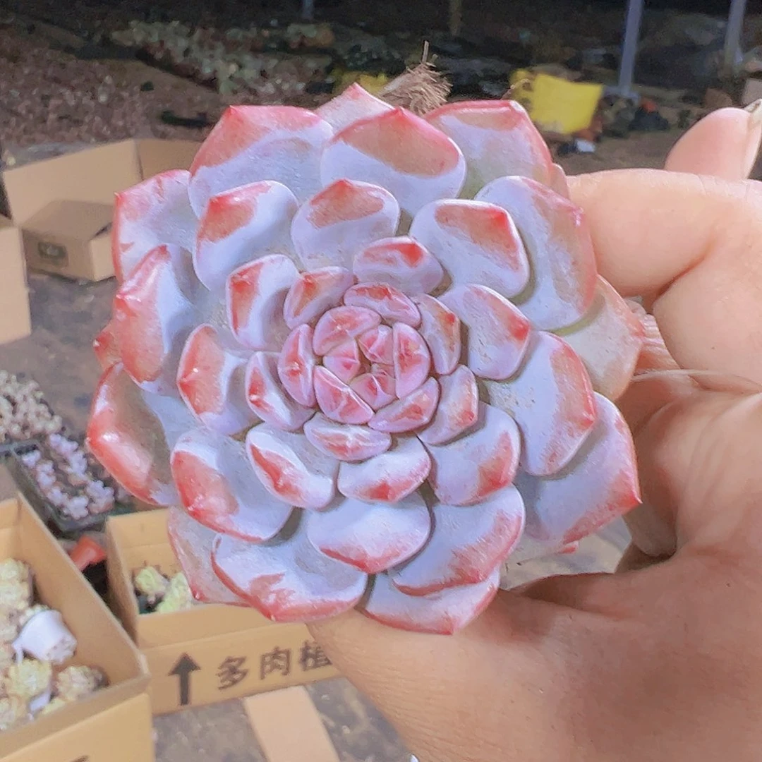 玉芙龙带盆带土堆肉